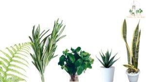 Improve Your Memory with These Indoor Plants
