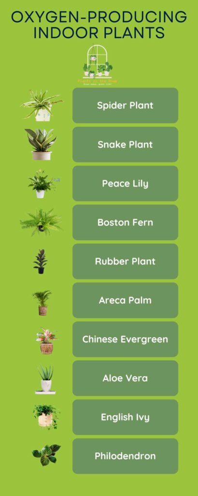 Oxygen-Producing Indoor Plants for a Healthier Home