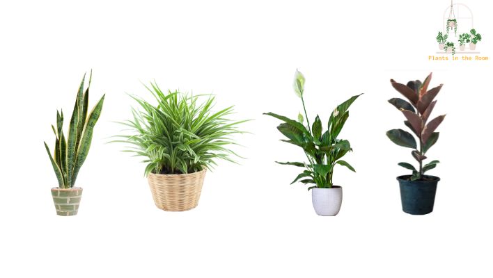 Oxygen-Producing Indoor Plants