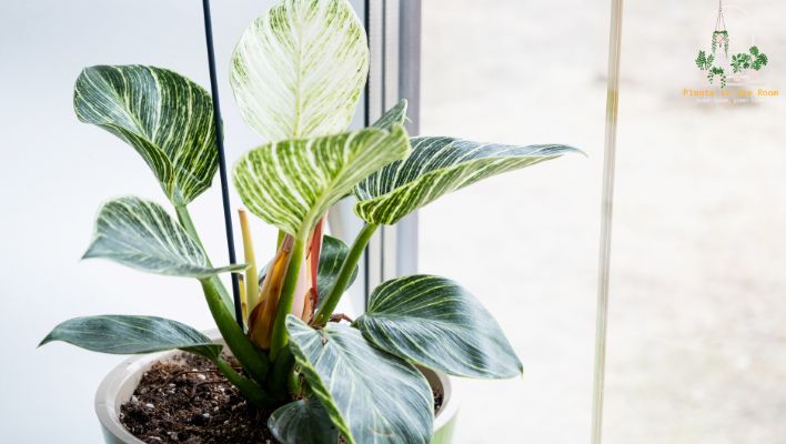 Philodendron Removing Toxins Purify the Air