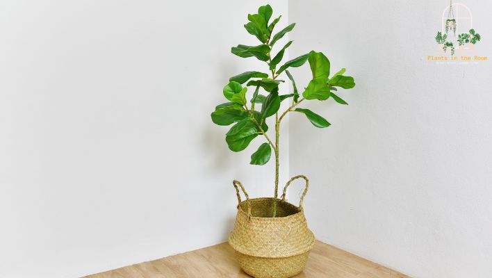 Rubber Plants Create a Healthier Environment for Humans & Other Houseplants