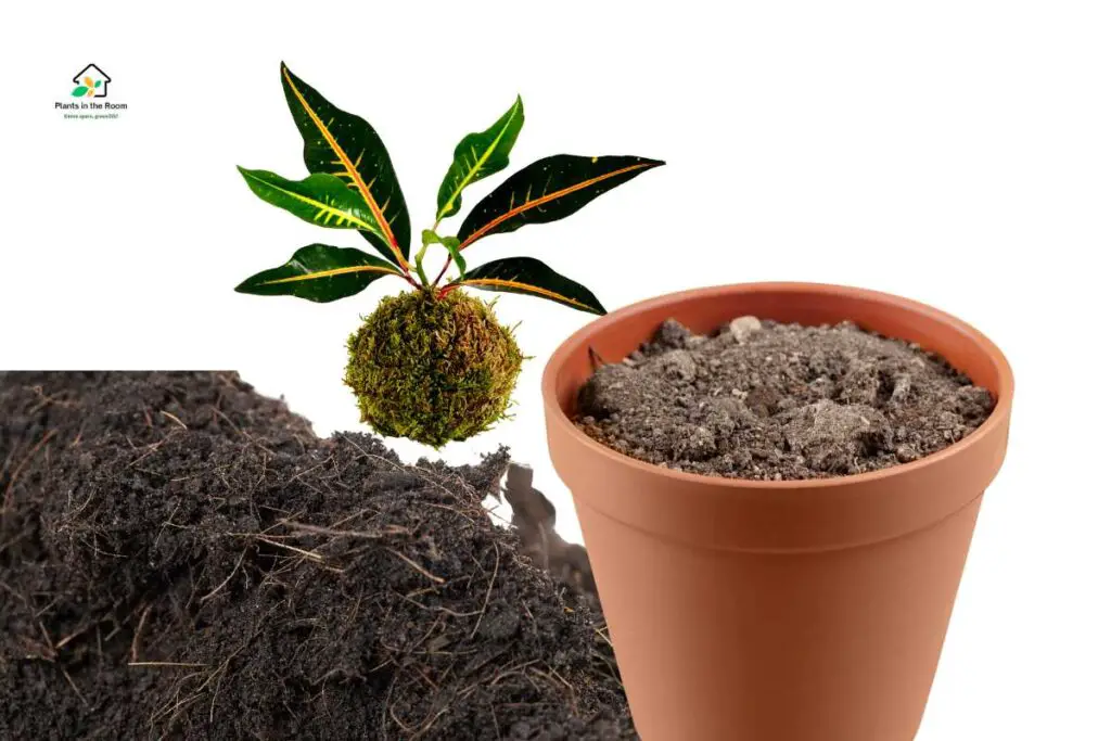 Repotting Your Croton Plants Carefully