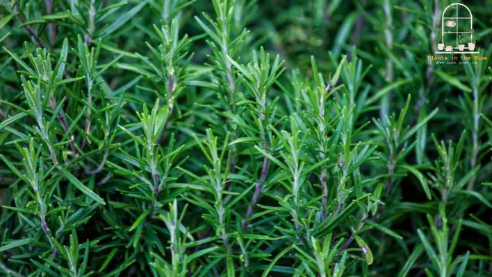 Rosemary is a Memory Boosting Indoor Plants