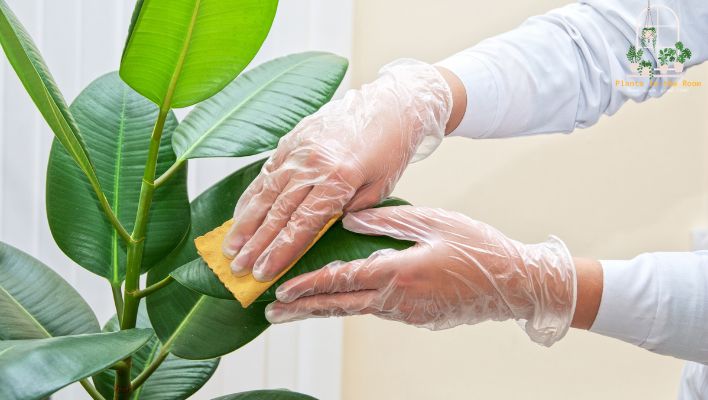 Take Care of Rubber Plants & Engaged with Nature