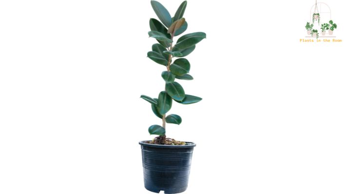 Rubber Plants Stands Out for its Exceptional Air-Purifying Abilities, with a Capacity to Remove Toxins