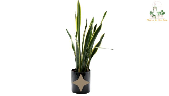 Snake Plants increase the amount of oxygen in our homes at night, & helpful for people with severe asthma