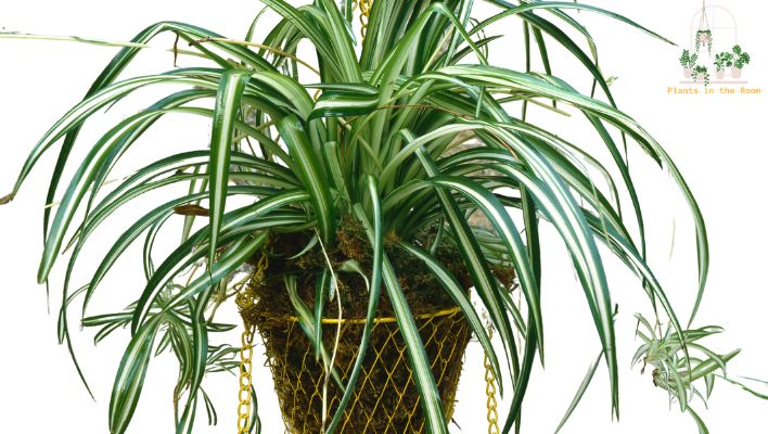 Spider Plants Boost Your Energy Levels