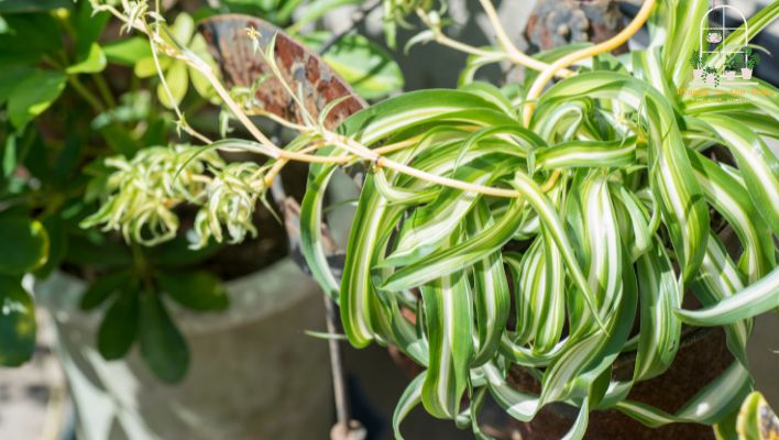 This Plant Helps with Your Breathing Problem