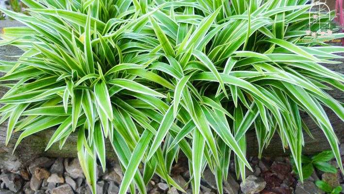 Spider Plants Produce Oxygen & Purify the Air