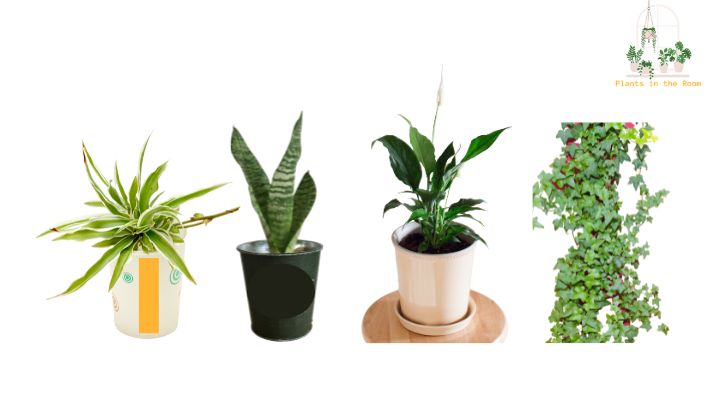 The Best Indoor Plants for Asthma and Respiratory Health