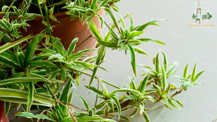 Spider Plant is a Natural Humidity Balancer