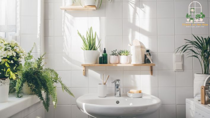 Add Greenery to Your Bathroom with Indoor Plants