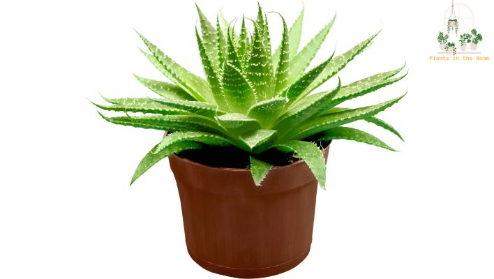 This Succulent is Known for its Healing Properties