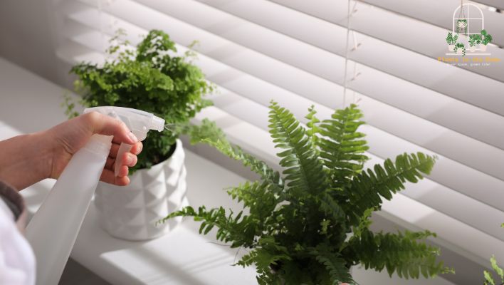 Take Care of Your Bathroom Plants Regularly