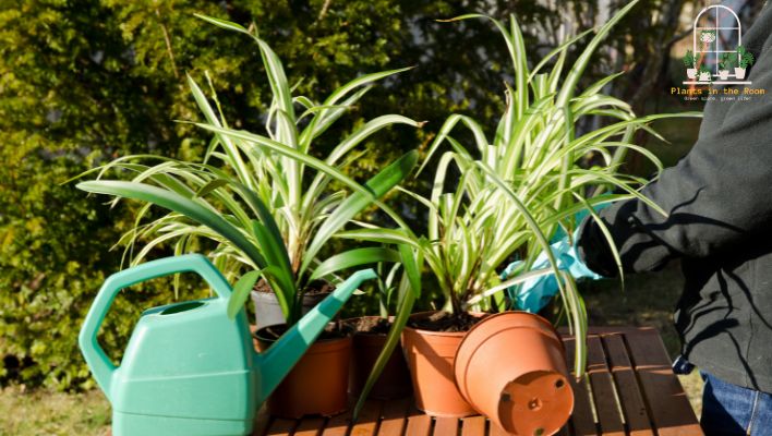 Ensuring of Right Care for Spider Plants