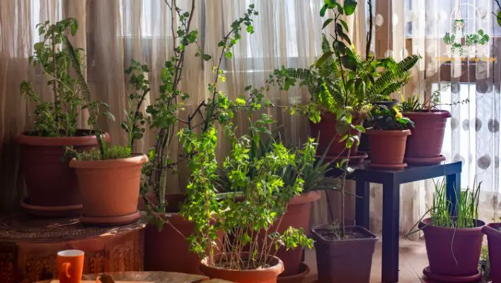 Corner Spaces With Plants