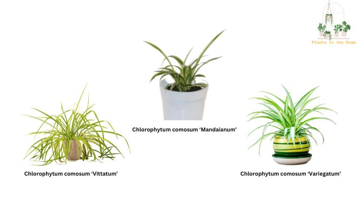 Introduction with Different Varieties of Spider Plants
