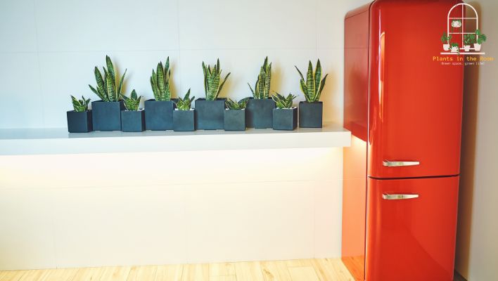 Displaying Snake Plants with Right Pot