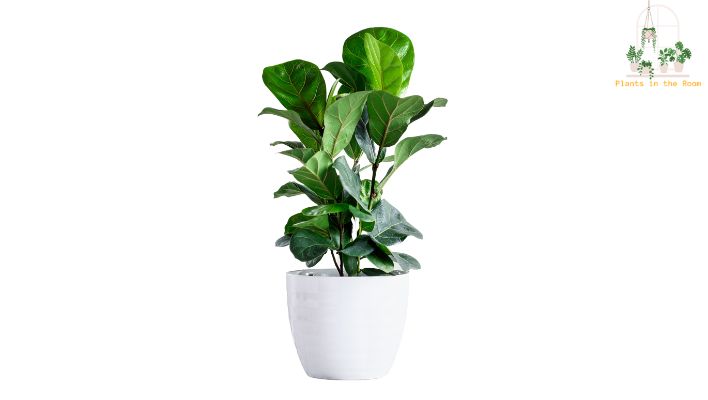 Fiddle Leaf Fig is Popular Choice for Interior Designers