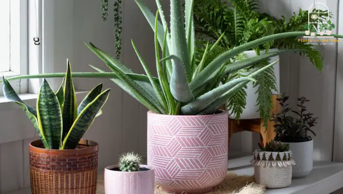Create a Stunning Group of Your Indoor Plants