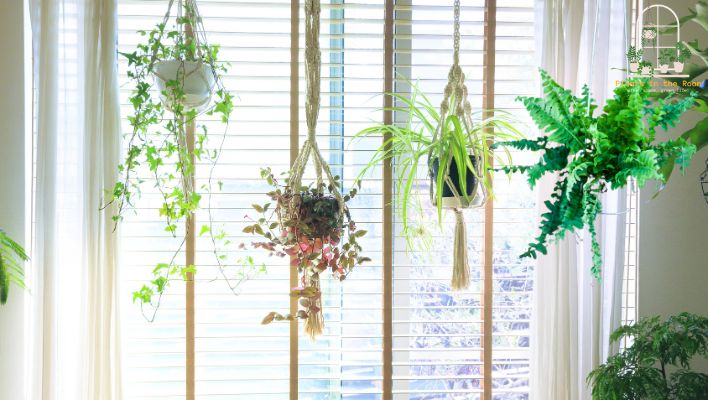 Hanging Plants is a Creative Ways Of Planting