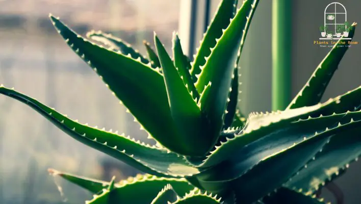 Incorporate Aloe Vera Plants into Your Home Decor