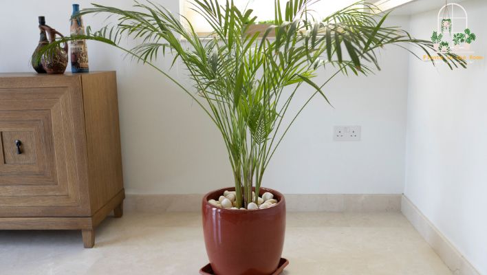 Making a Statement with Large Indoor Plants