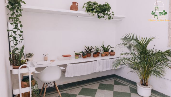 Home Decor Idea with Indoor Plants
