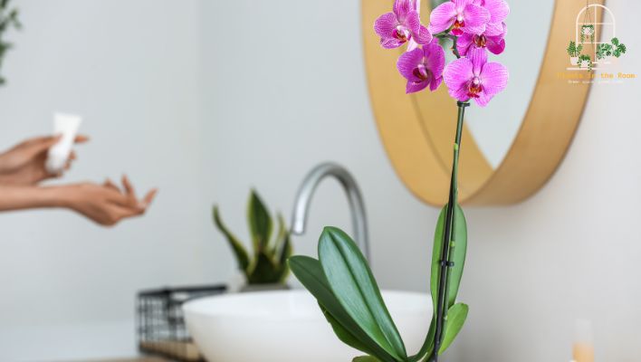 Orchids Make More Beautiful & Give Color to Your Bathrooms