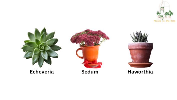 You Can Arrange Other Succulent to make More Attractive