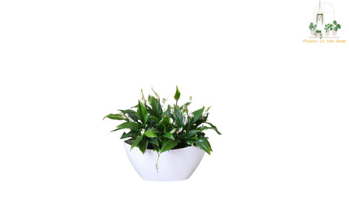 Peace Lily is known for its air-purifying qualities