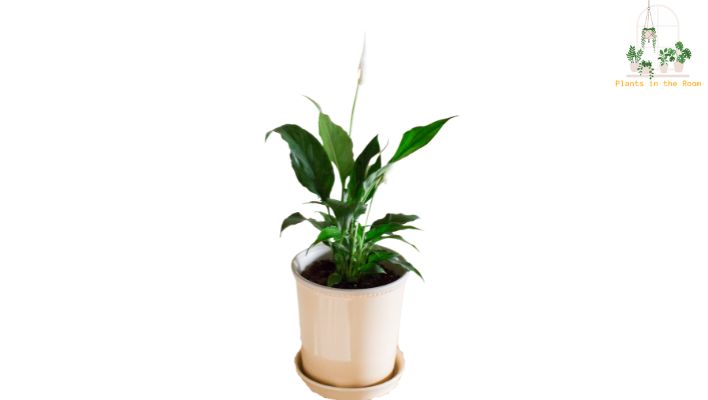 Adds a Touch of Elegance with its Glossy Leaves & Stunning white Flowers
