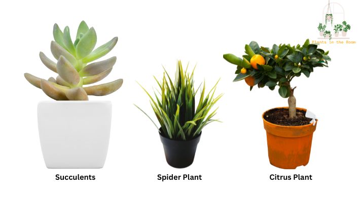 Suitable Plants for Brightly Lit Corners