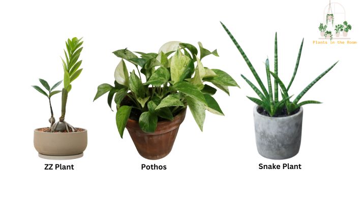 Suitable Plants for Low-Light Corners