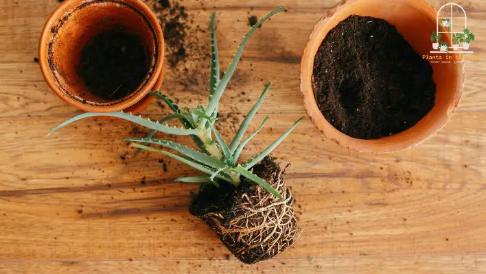Proper Care for Your Aloe Vera Plants