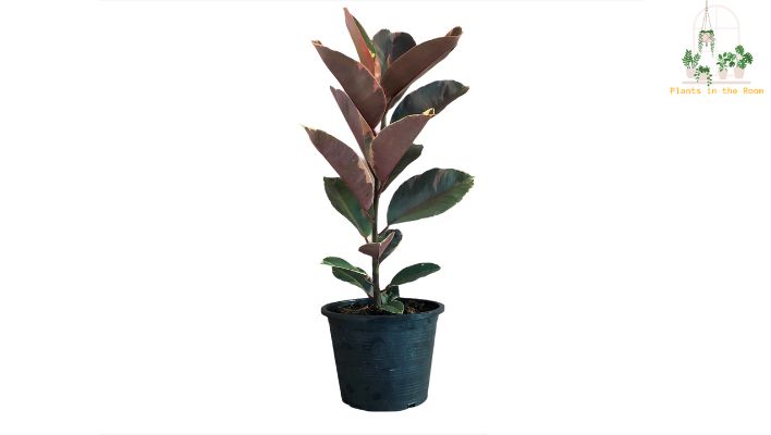 Rubber Plant has Large, Glossy, Dark Green Leaves that can Add a Dramatic Touch