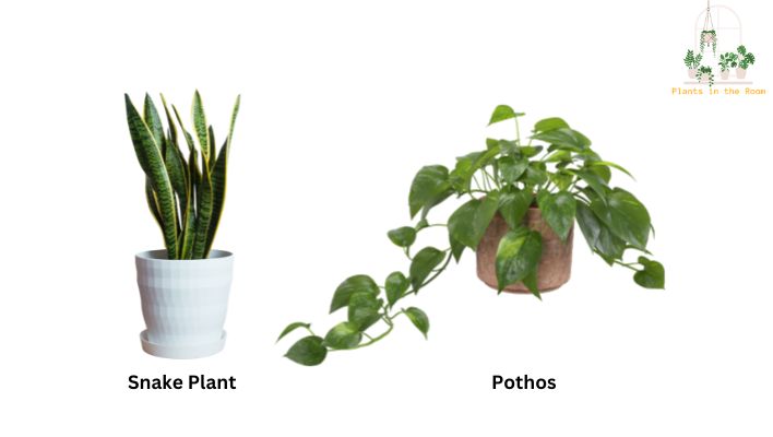 Smaller Potted Plants Serve to Fill in Spaces & Provide Balance to the Decor