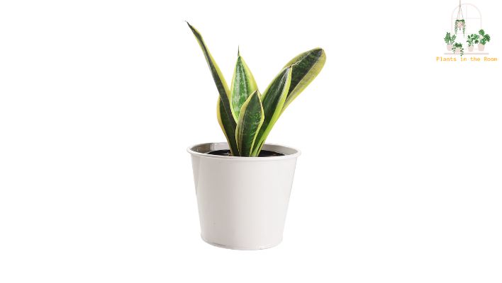 Snake Plants can Survive Under Low Light Conditions