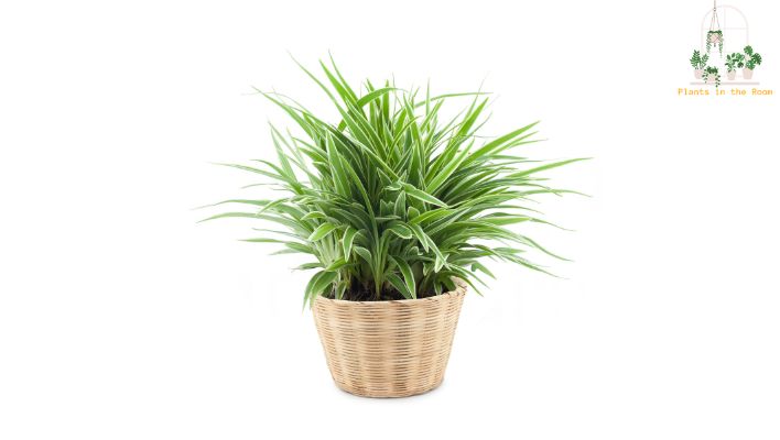 Spider Plants are Excellent Air Purifiers