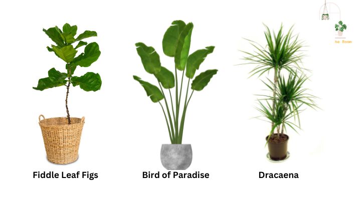 Plant Size & Scale Play Important Role in Decor