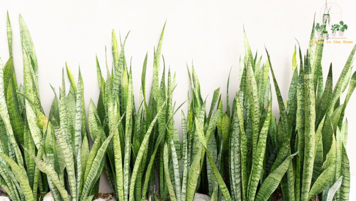 Styling Your Home with Versatile Snake Plants