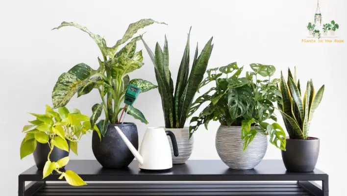 Display & Arrange Your Plants can Significantly Influence Your Space