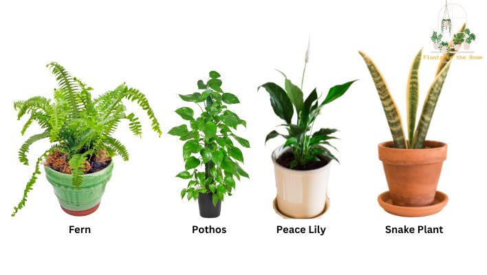 Suitable Houseplants for Living Wall