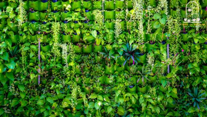 Concentrate on Common Issues for Living Wall