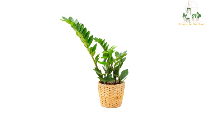 ZZ Plant has Unique Look with its Glossy, Plump Leaves