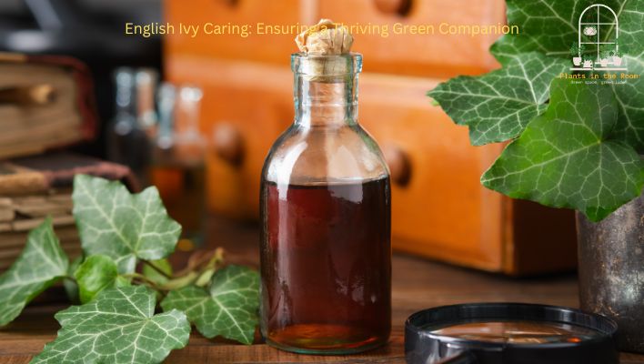Caring for Your English Ivy