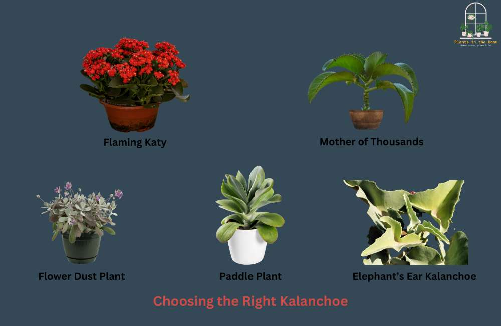 Kalanchoe's Vibrant Colors & Unique Shapes Give a Different Look