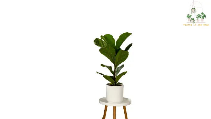 You can Use Small Spaces for these Plants