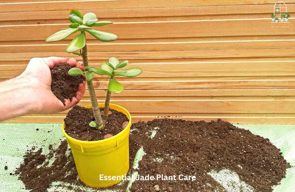 Take Care of Your Jade Plant for Healthy Growth