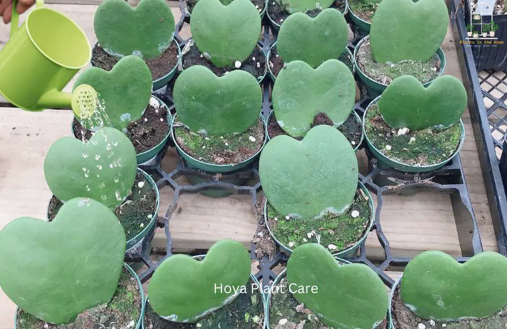 Hoya Plant Care